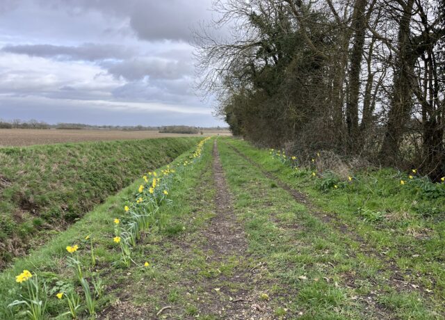 daffodills